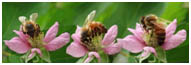 3 pollinerande bin copy