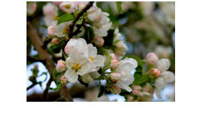 appelblom_copy