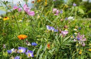 blomsterang copy